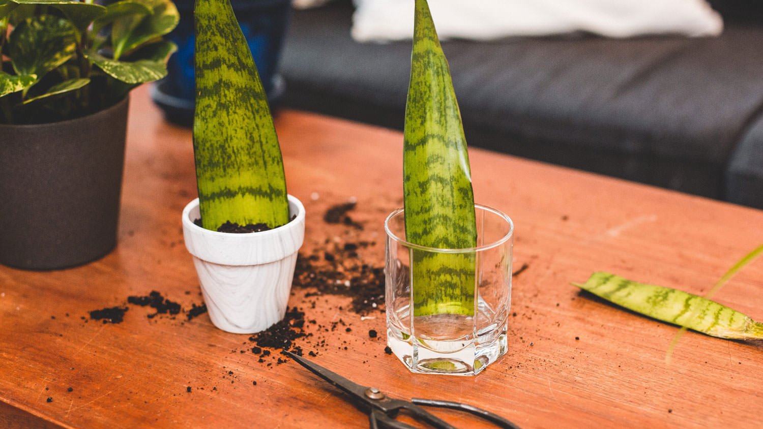 Snake Plant Propagate from cuttings