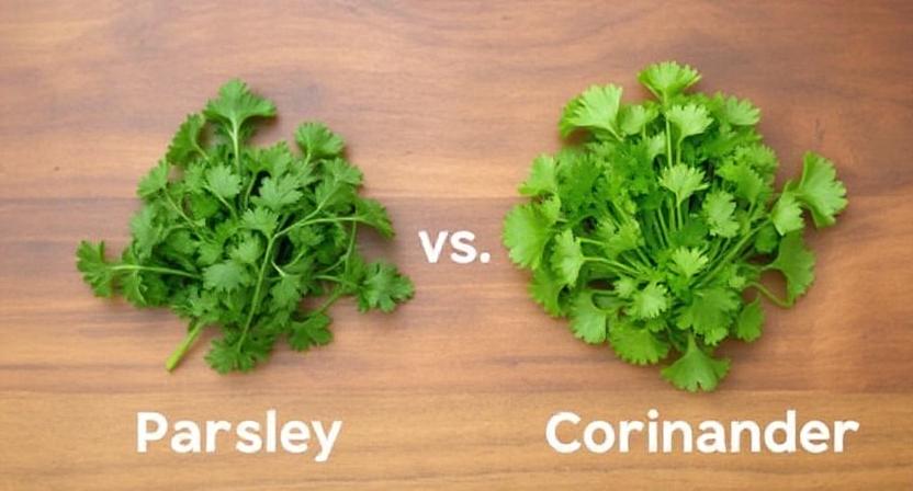 Parsley vs. Coriander: Which Herb to Grow?
