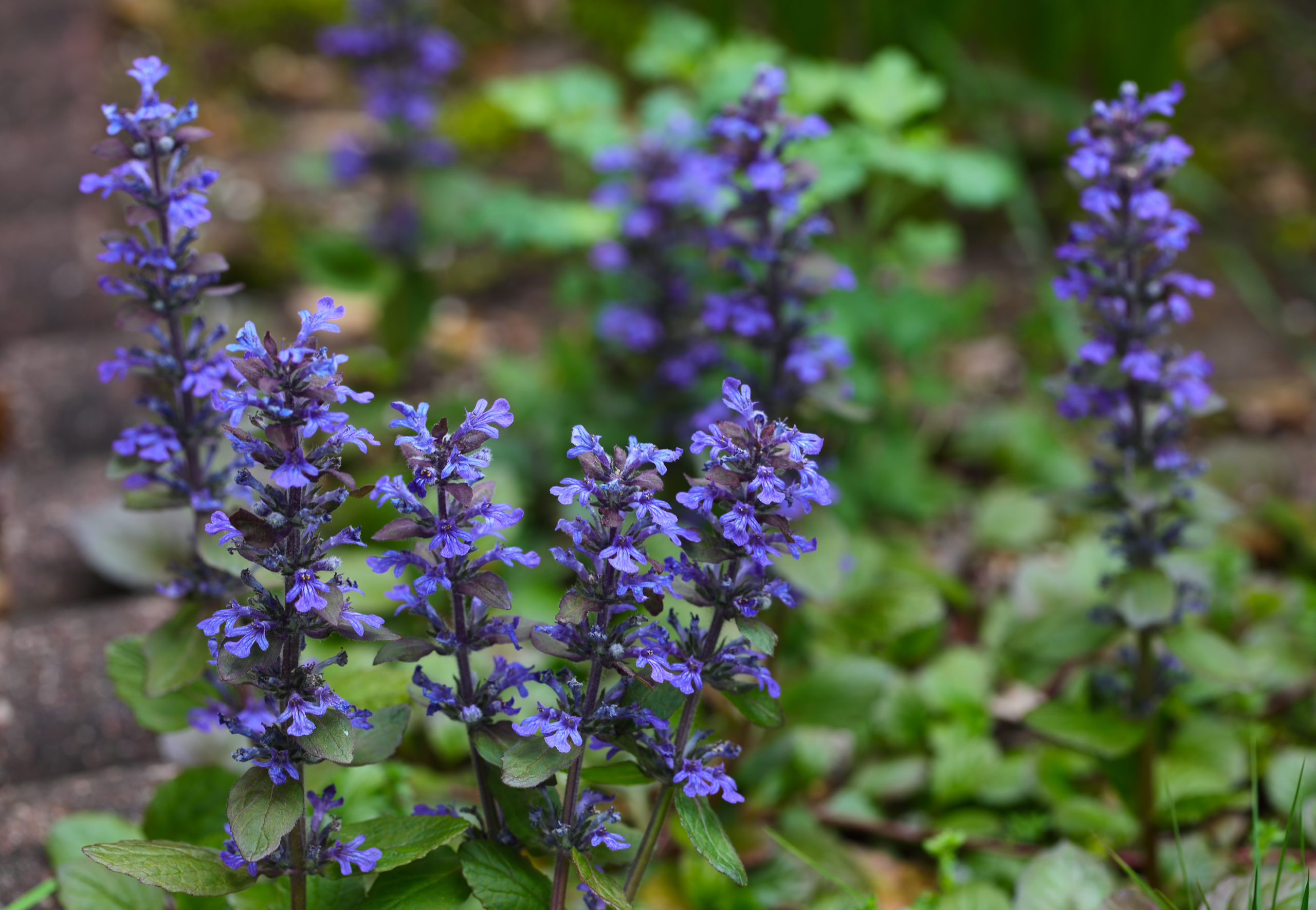Bugleweed (Ajuga)
