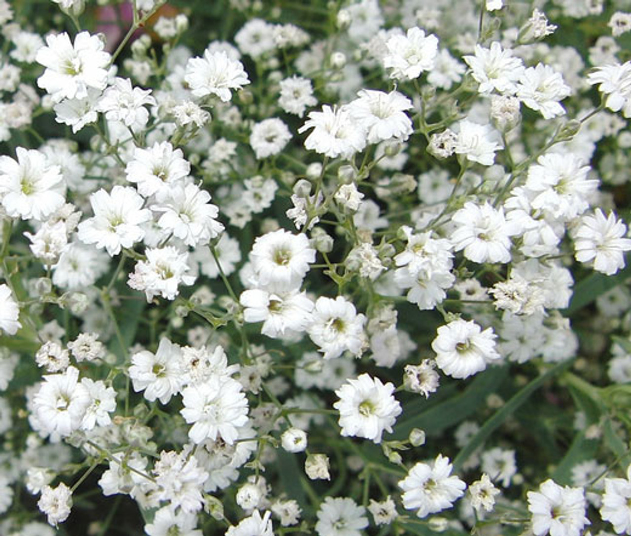 Baby’s Breath (Gypsophila)