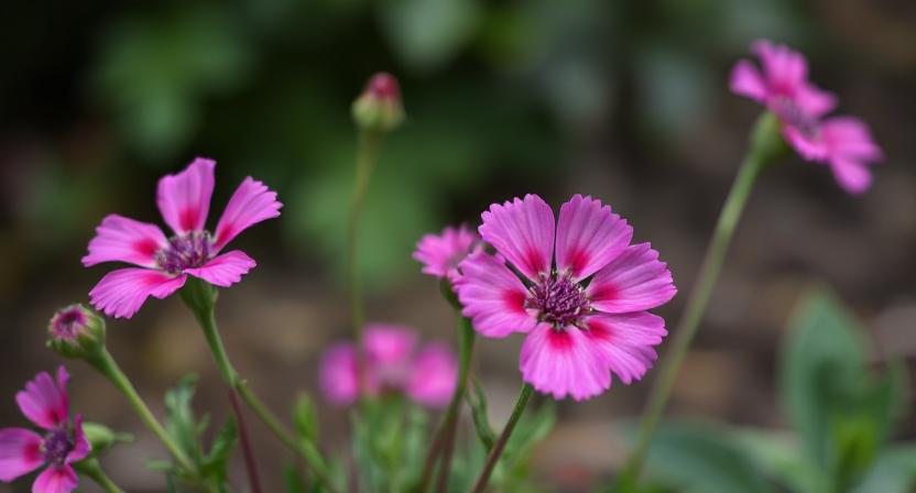 Dianthus