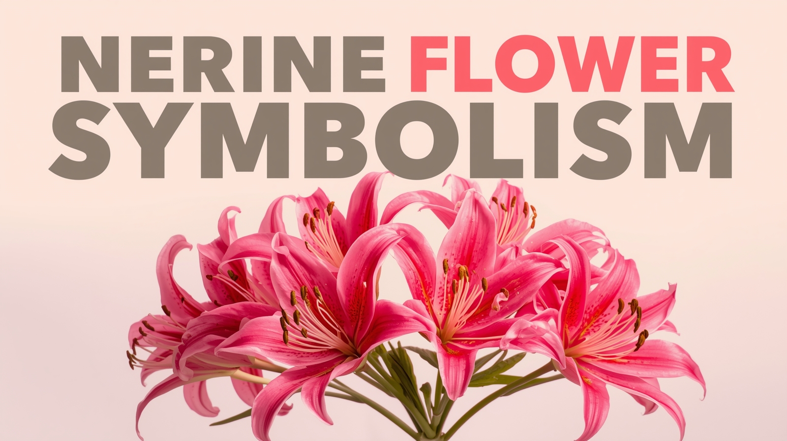 Nerine Flower Symbolism: Freedom, Hope &amp; Care Tips