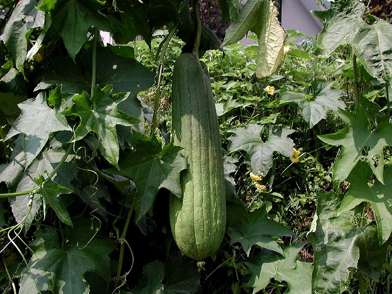 Luffa (Loofah)
