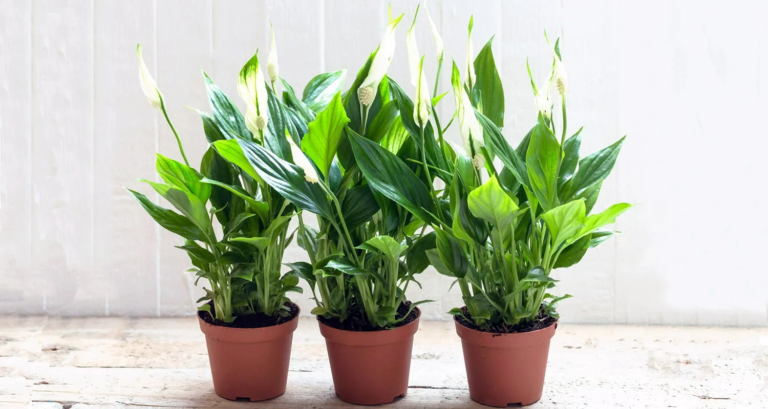 Piccolino (Spathiphyllum Piccolino)