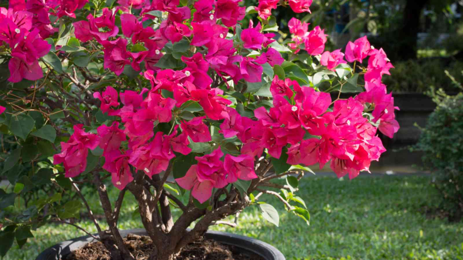 Bougainvillea