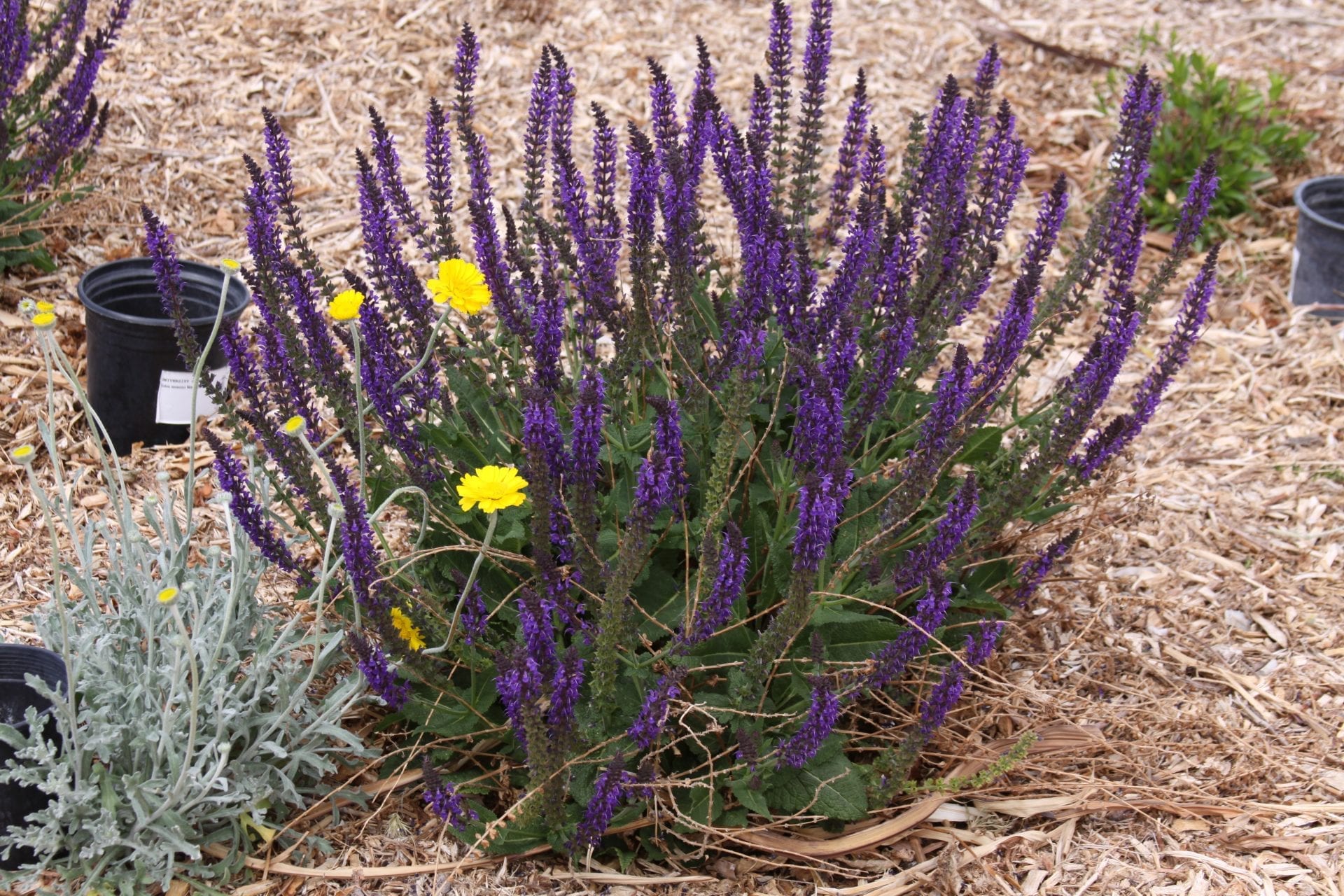 Meadow Sage (Salvia nemorosa)