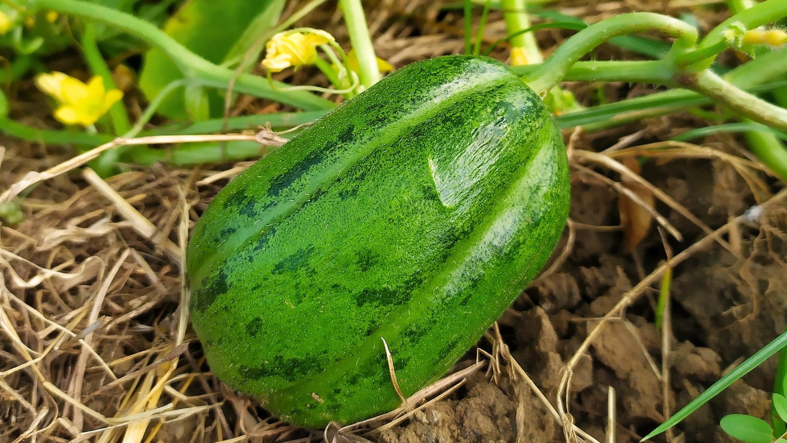 Lemon Cucumber