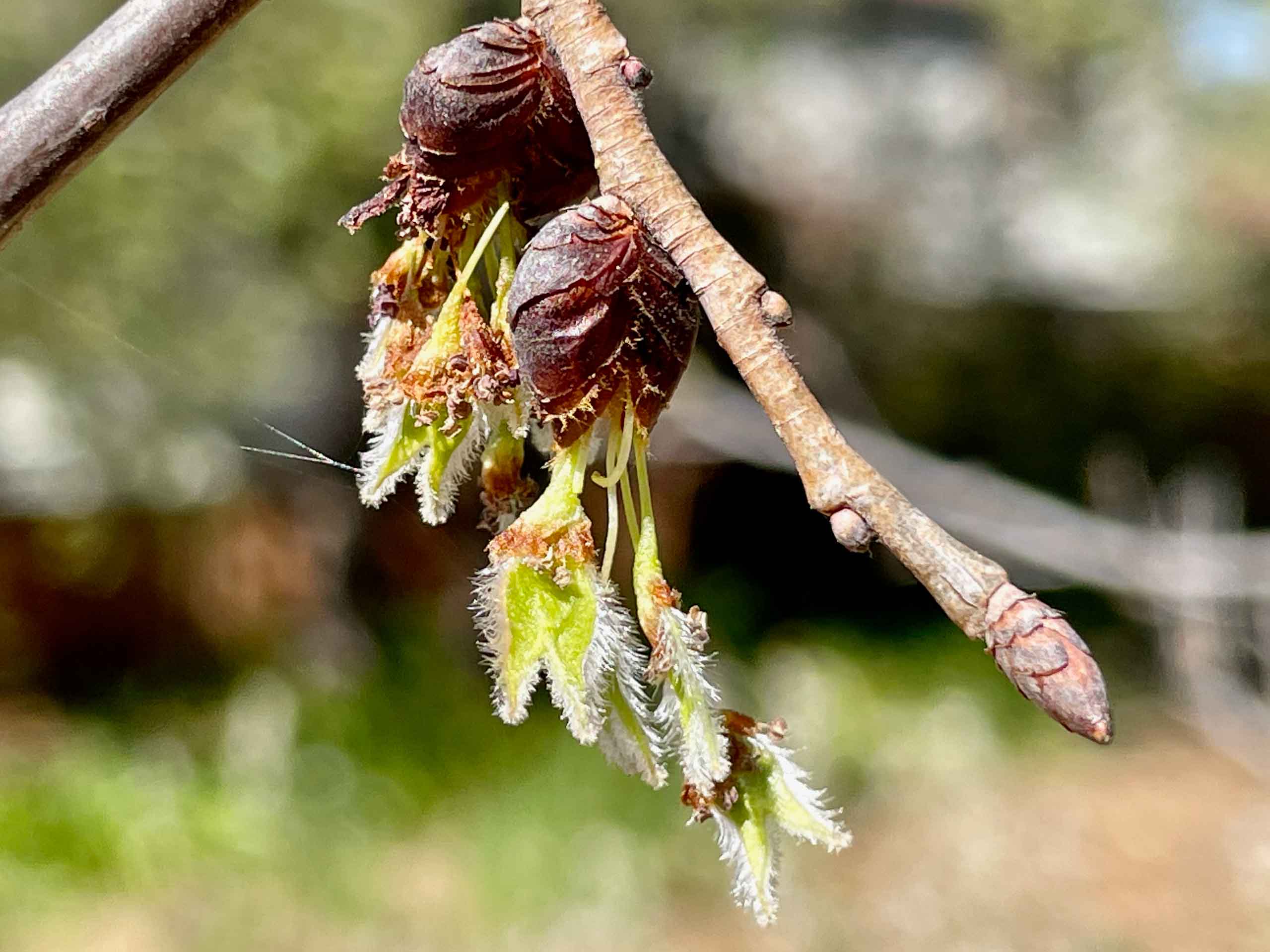 Elm (Ulmus americana) Trees That Start with E