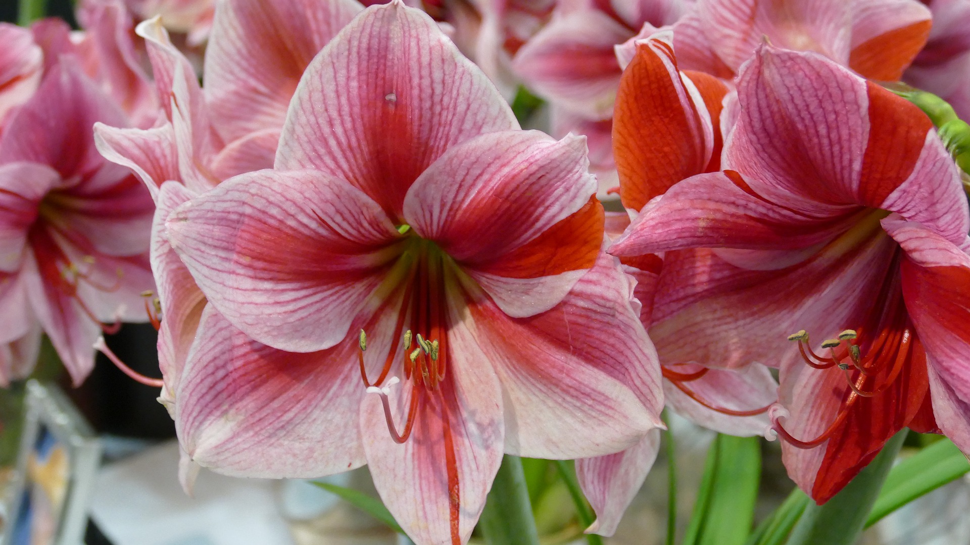 Amaryllis Flowers