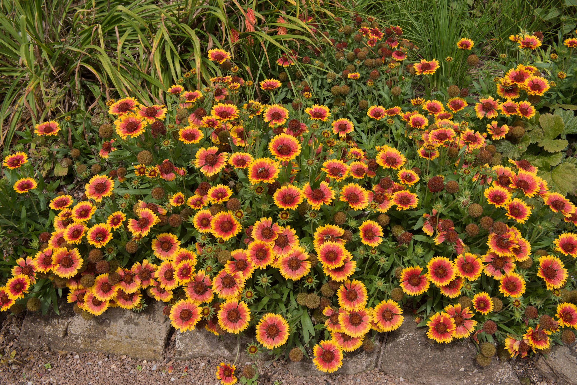 Blanket Flower (Gaillardia)