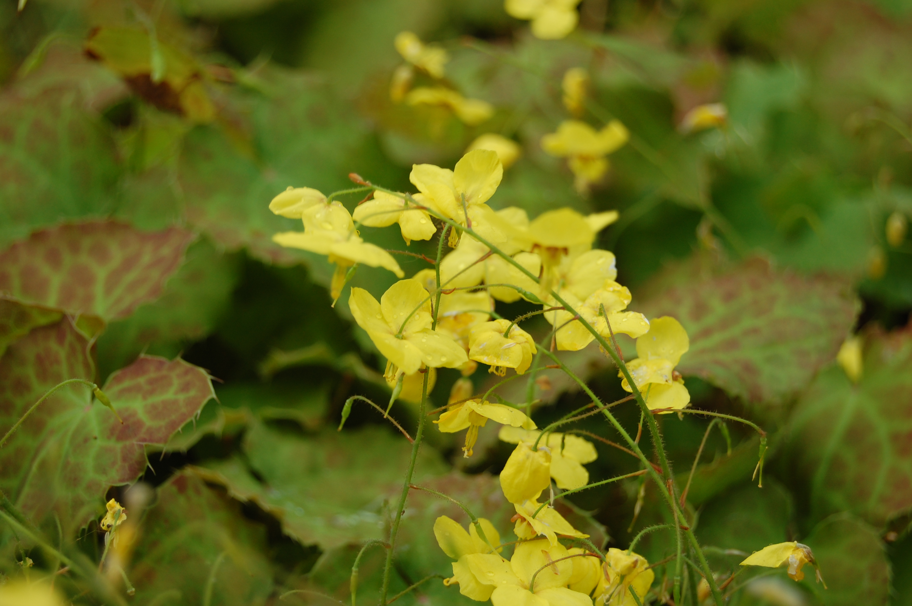 Barrenwort (Epimedium)