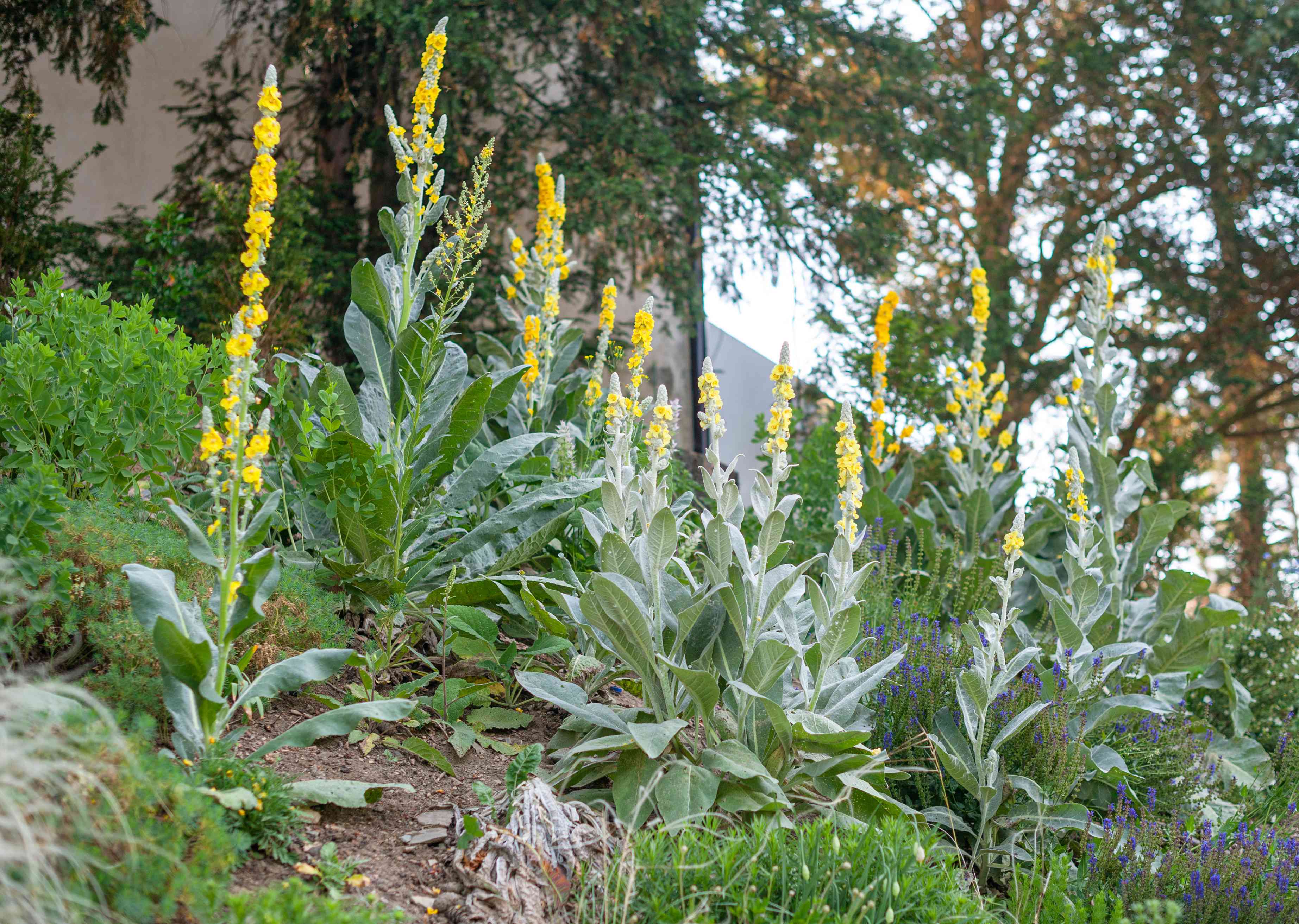Mullein (Verbascum spp.)