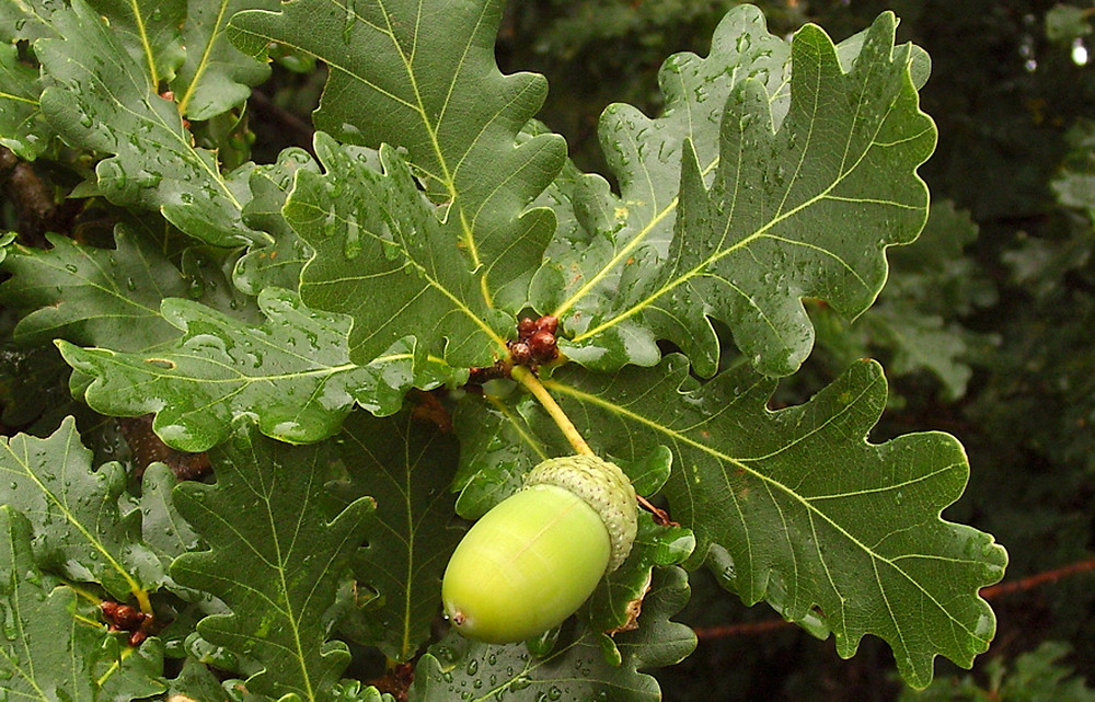 English Oak (Quercus robur) Trees That Start with E