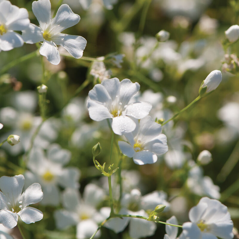 Gypsophila (Gypsophila paniculata) Petaled White Flower