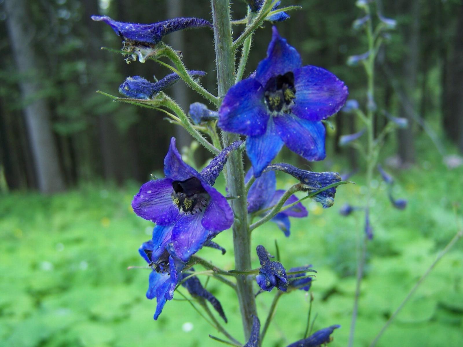 4. Delphinium (Delphinium elatum) tall purple flowers