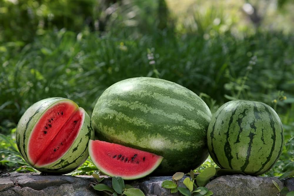 Hime Kansen watermelon  Sweetest Watermelon Varieties