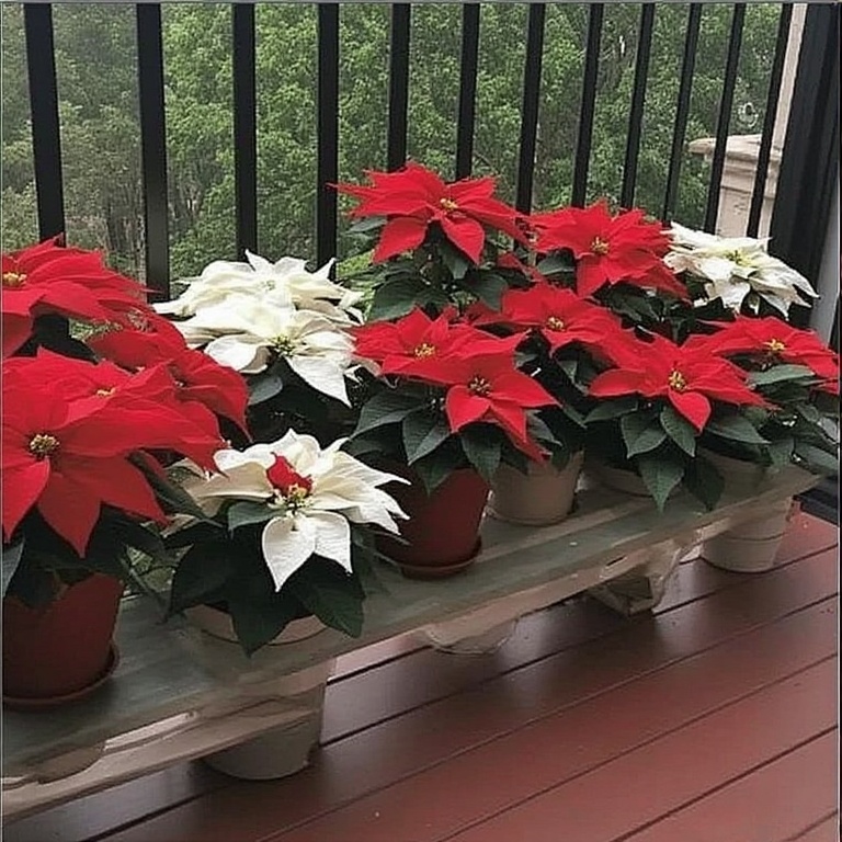 Add Poinsettias: These classic holiday plants love the cooler temperatures many balconies offer. Group a few together for a vibrant punch of red or white.