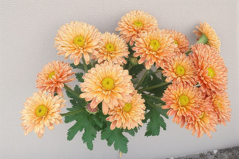 Chrysanthemum flower november birth flower