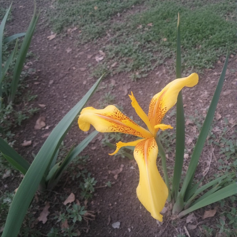 Yellow Iris (Iris)