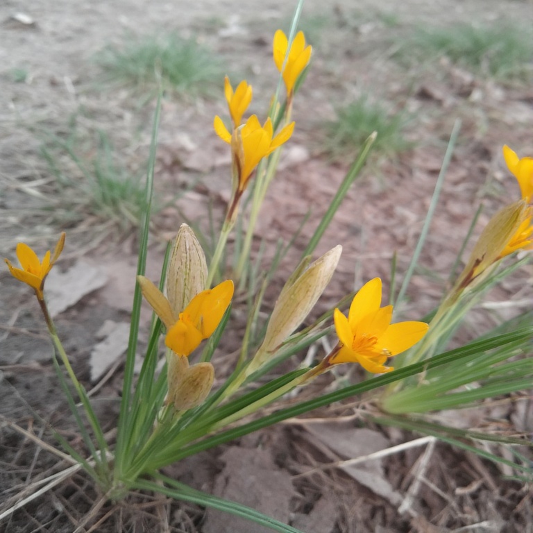 Crocus