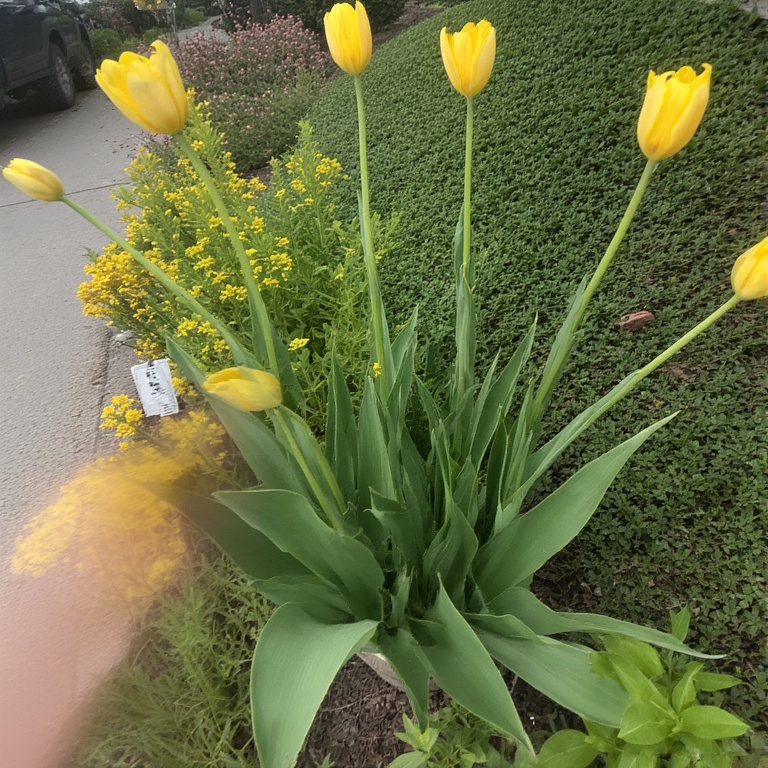 yellow Tulip (Tulipa) Flower