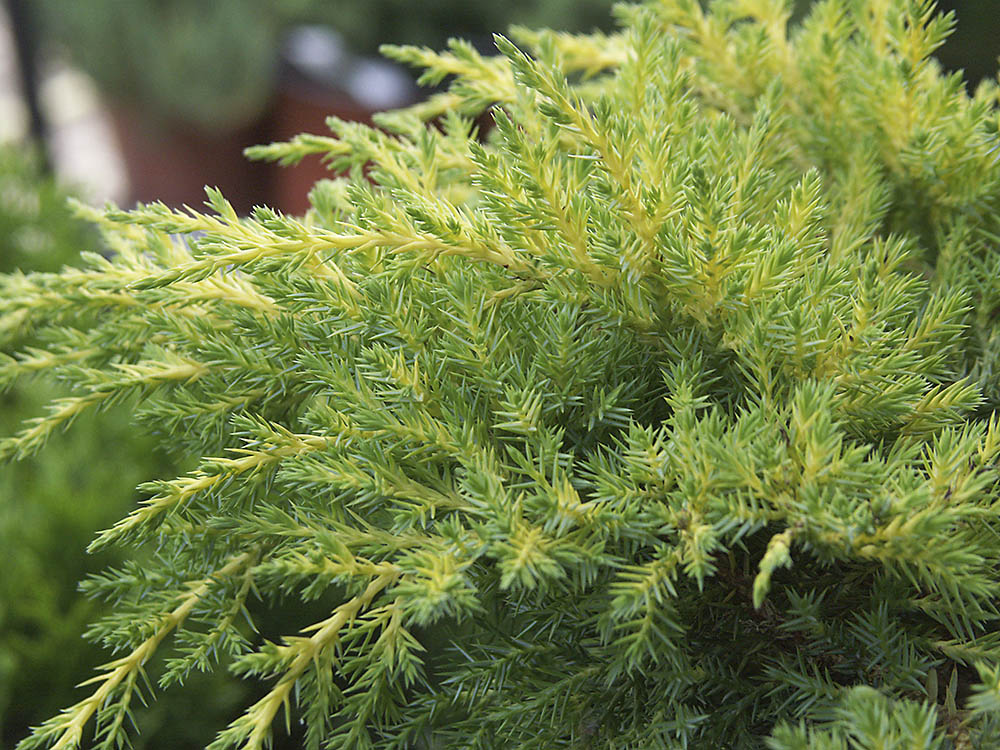 Armstrong Juniper (Juniperus chinensis 