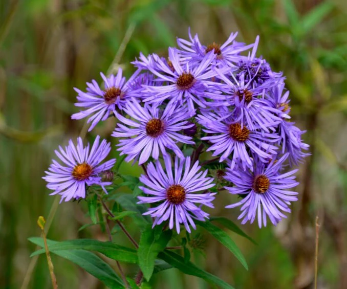 Aster (Aster novae-angliae)