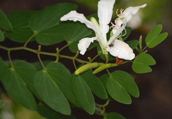Bauhinia Forficata: The Brazilian Orchid Tree