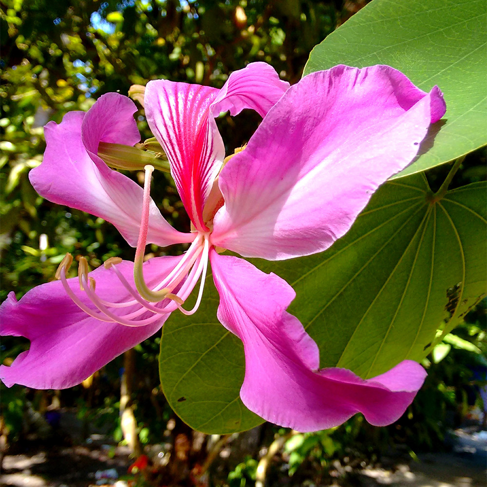 Bauhinia Purpurea