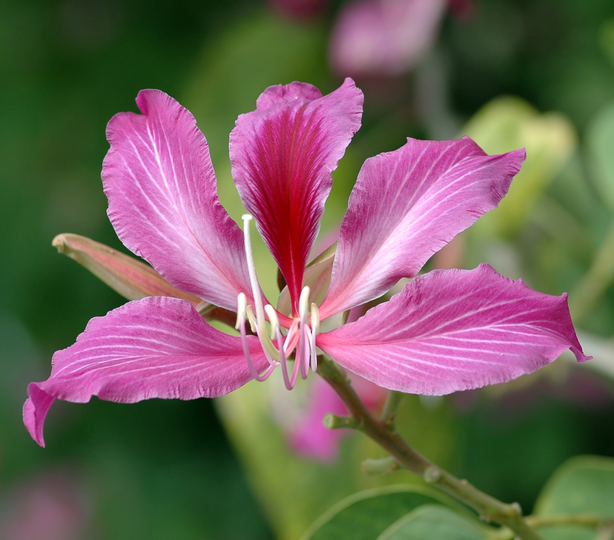 Bauhinia Blakeana: The Hong Kong Orchid Tree
