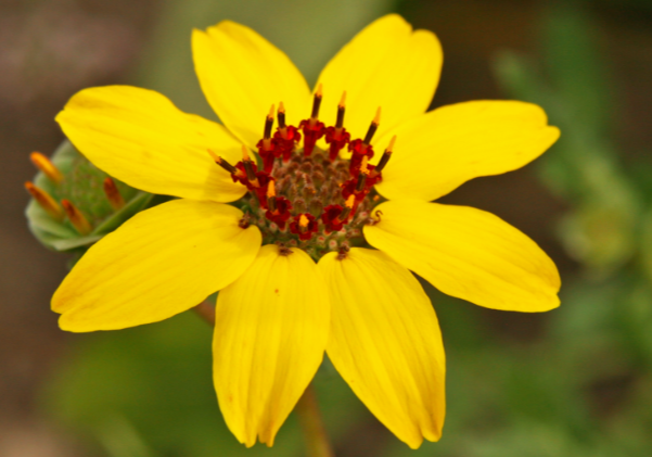 Berlandiera_lyrata-1 Chocolate Lace Flower (Berlandiera lyrata