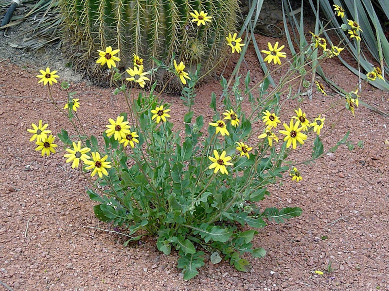 Berlandiera_lyrata-1 Chocolate Lace Flower (Berlandiera lyrata