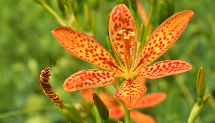 belamcanda chinensis