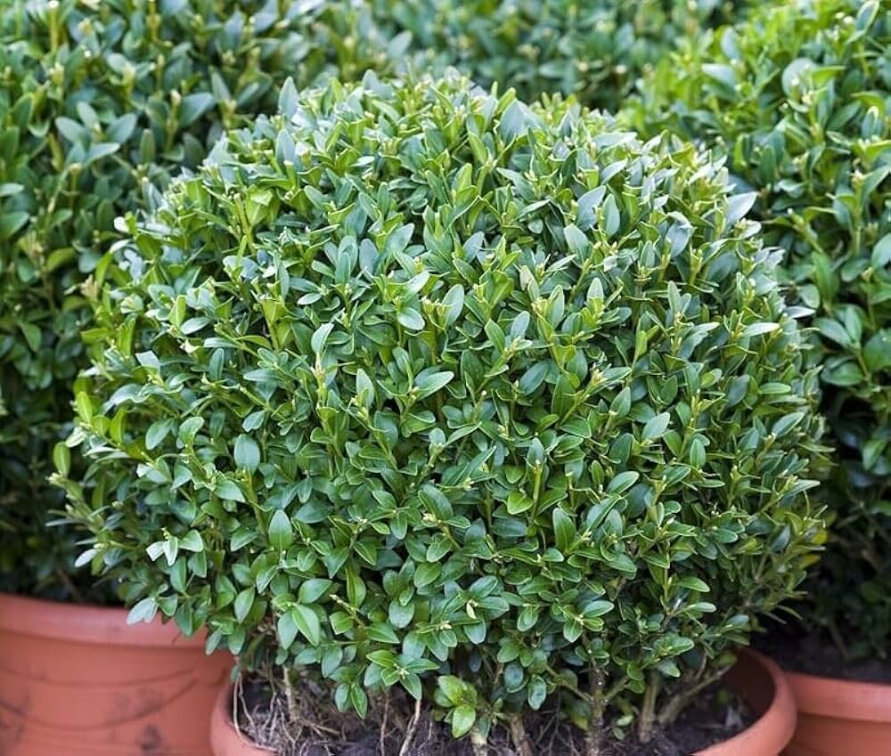 Boxwood (Buxus sempervirens) topiary plants