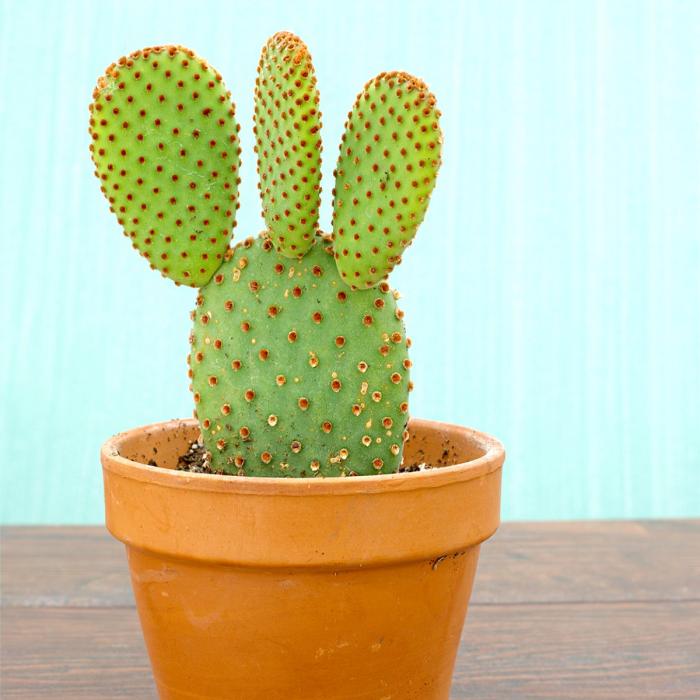 Bunny Ear Cactus (Opuntia microdasys)