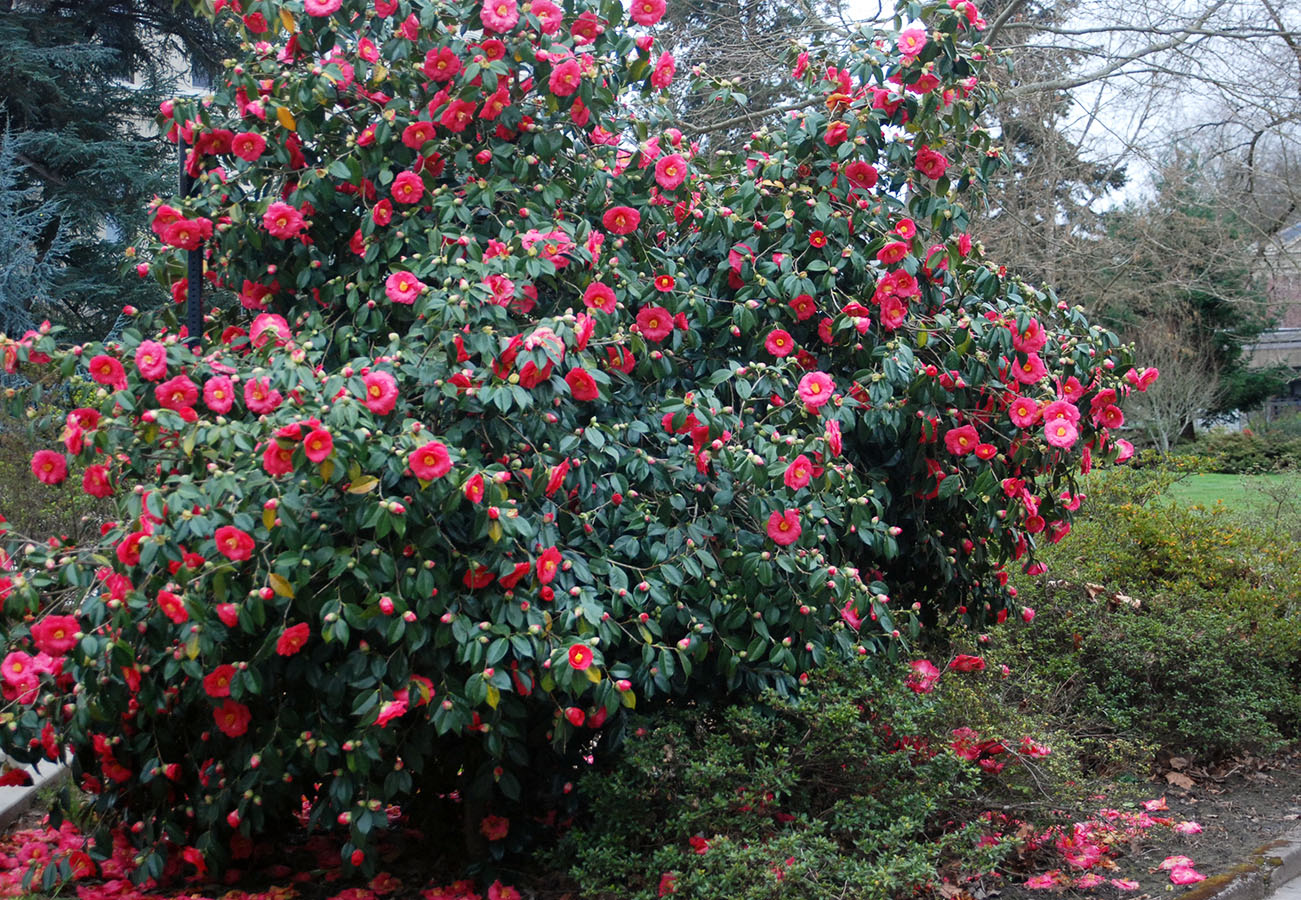 Camellia (Camellia japonica)