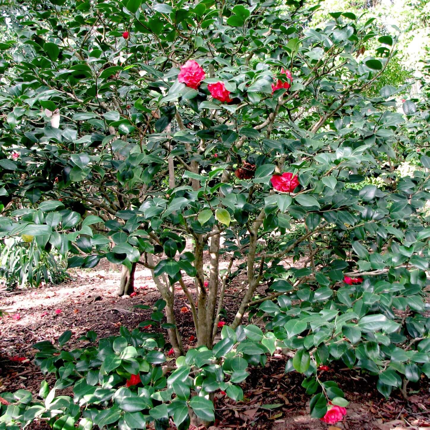 Camellia japonica 