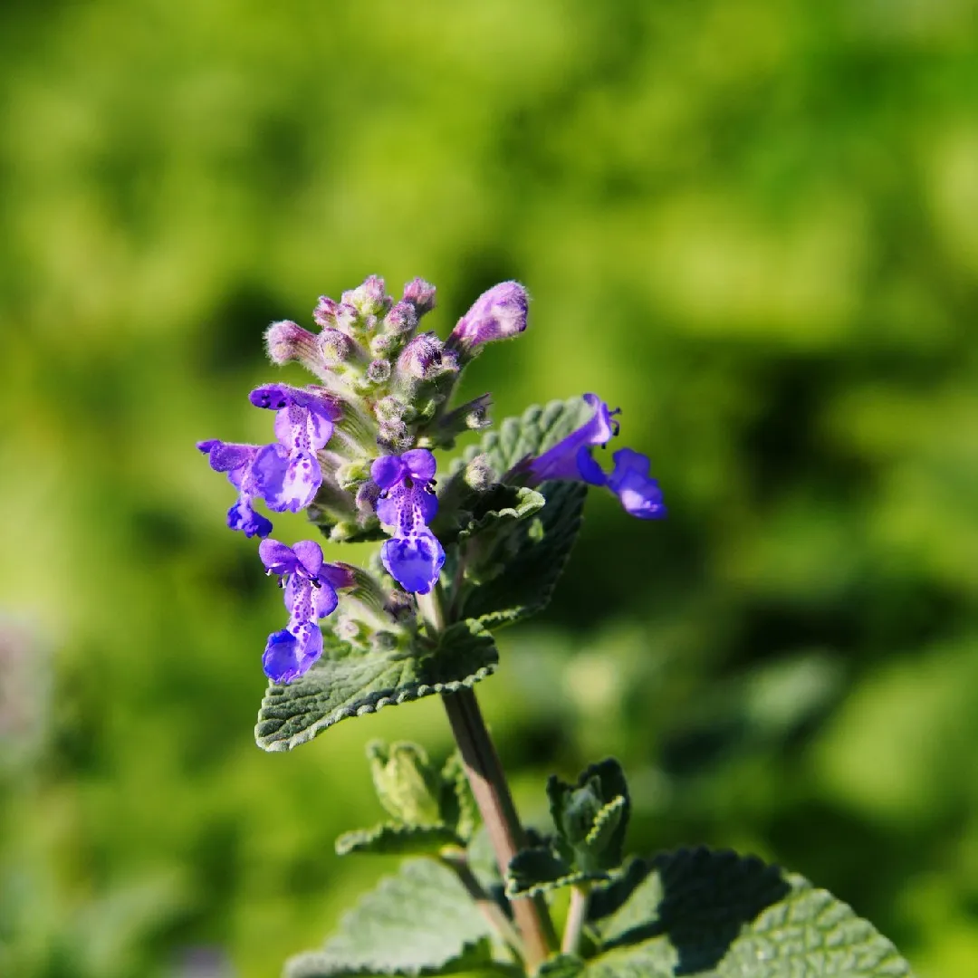 Catmint (Nepeta faassenii)