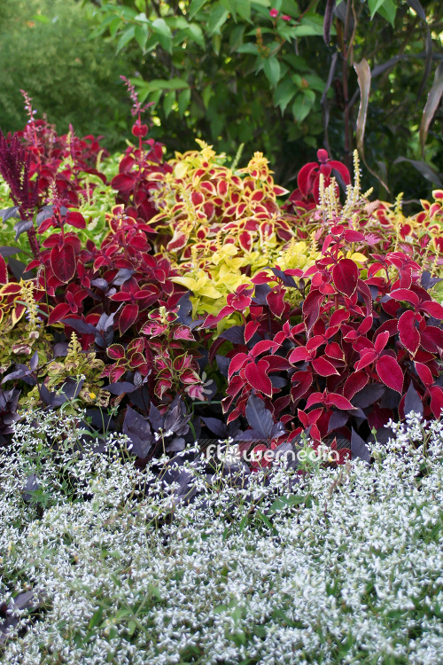 Coleus (Plectranthus scutellarioides)