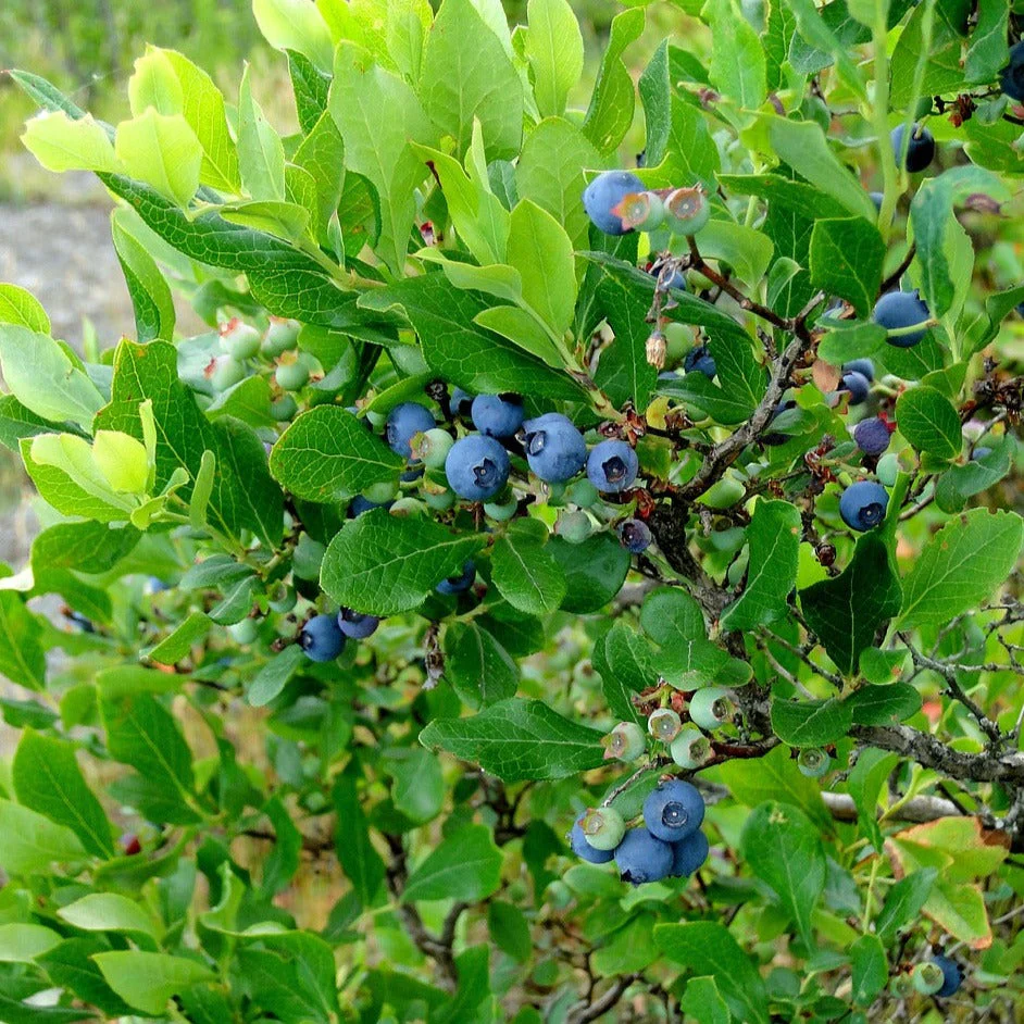 Columnar Blueberry (Vaccinium corymbosum 