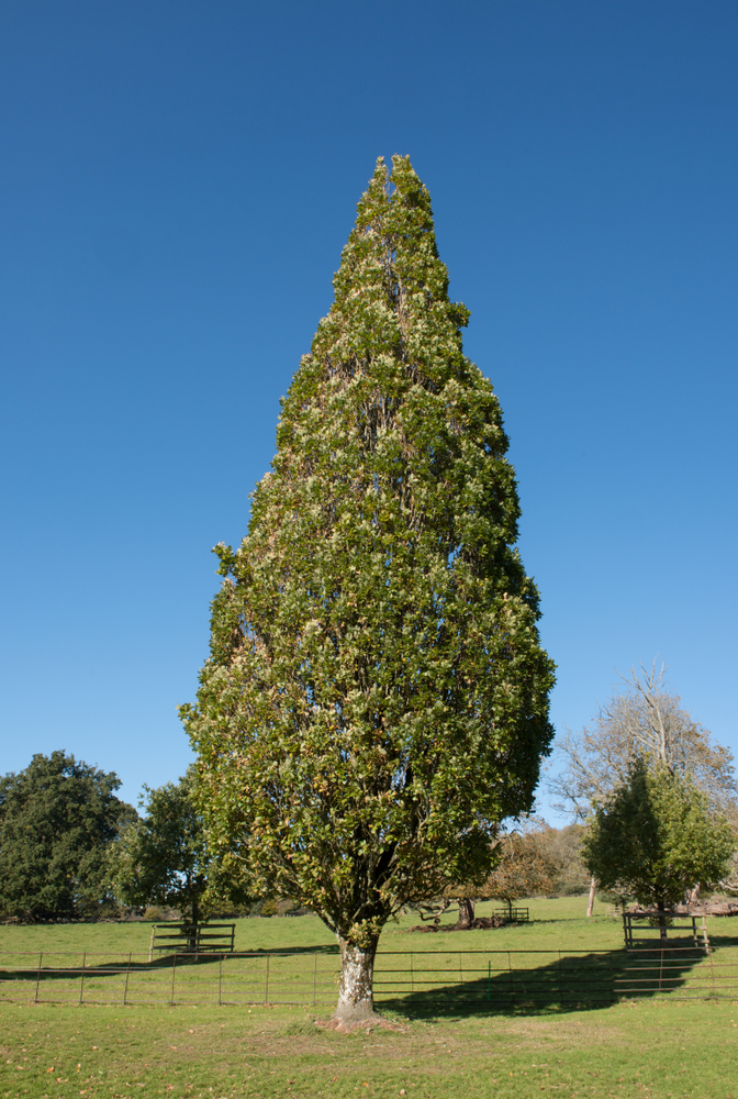 Columnar English Oak (Quercus robur 