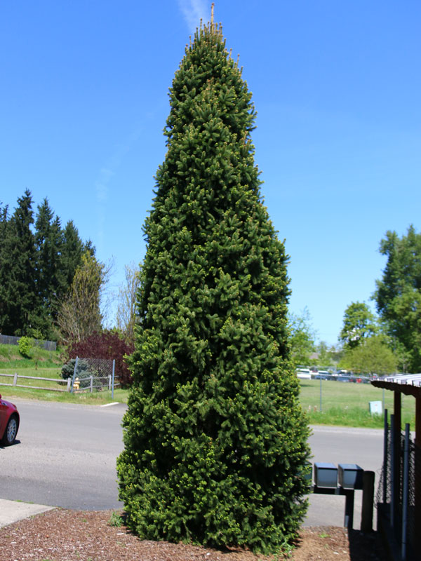 Columnar Norway Spruce (Picea abies 