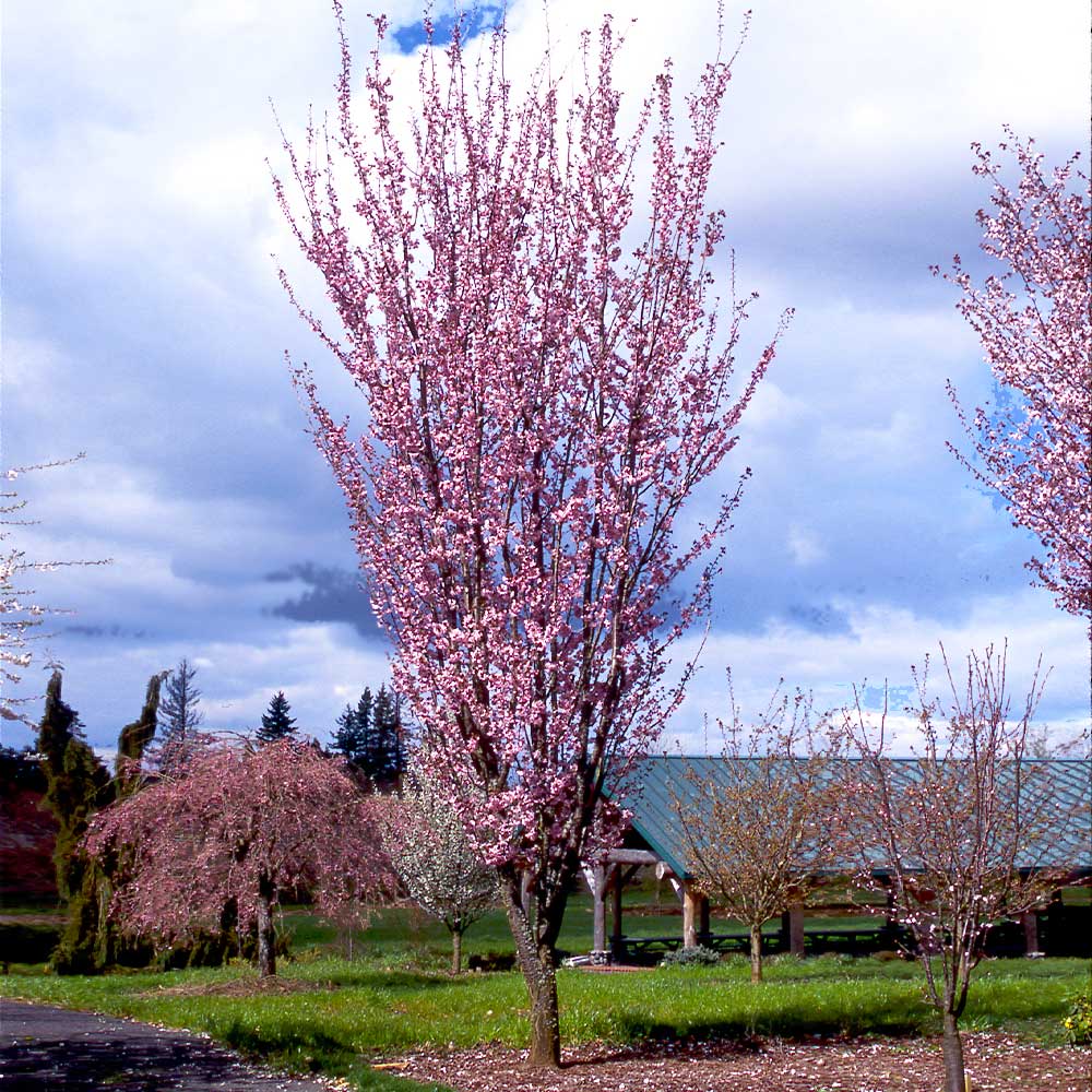 Columnar Sargent Cherry (Prunus sargentii 