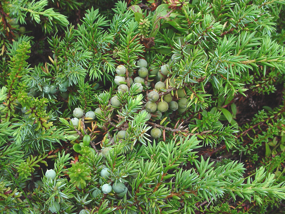 Common Juniper (Juniperus communis) coniferous tree with red berries