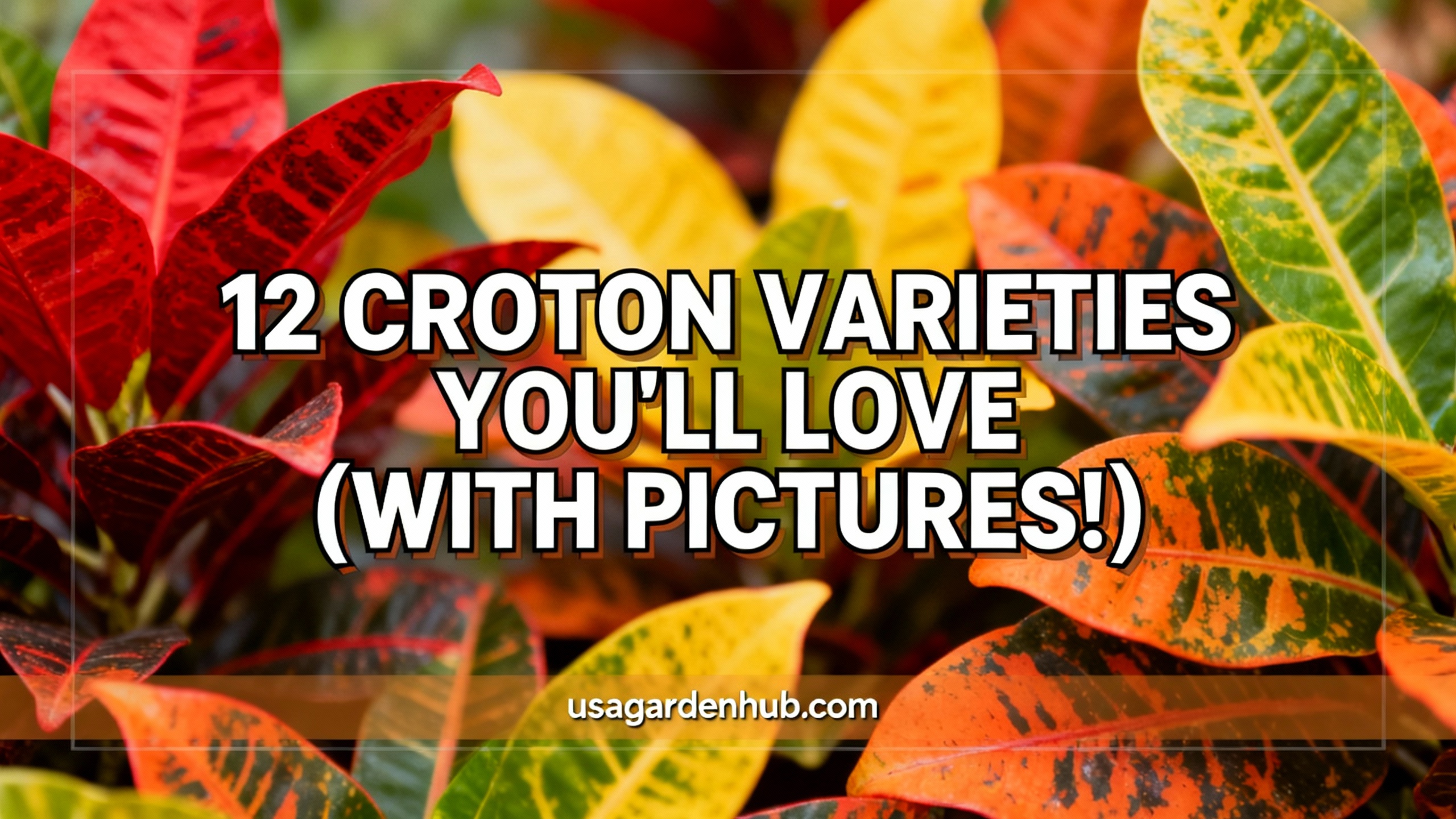 Exploring Croton Plant Varieties: Top Picks with Names, Pictures, and Growing Tips for USA Gardens