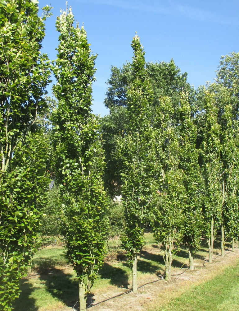 Dawyck Beech (Fagus sylvatica 
