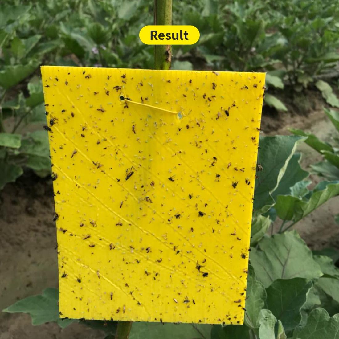 Deploy Yellow Sticky Traps