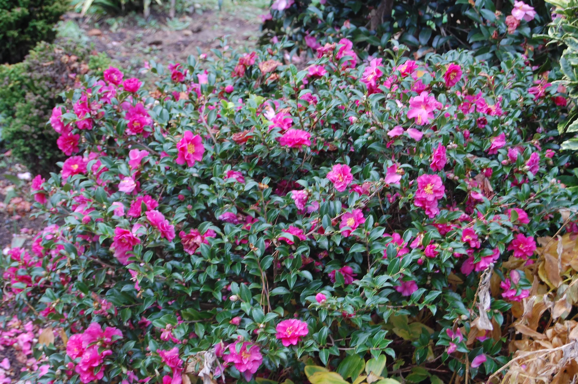 Dwarf Camellia Bushes