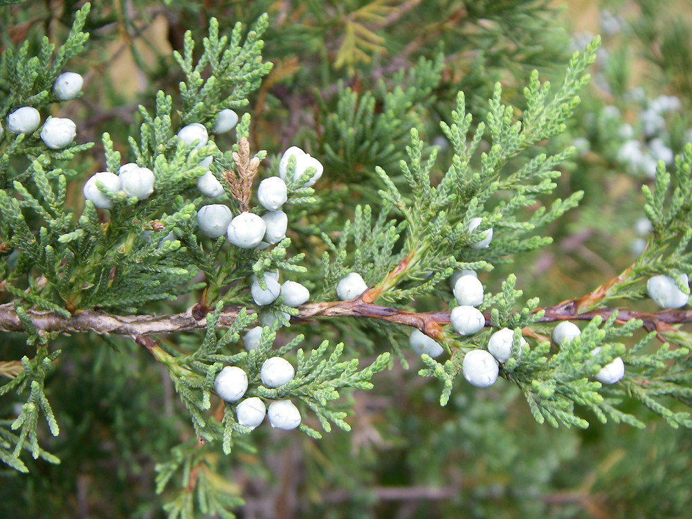 Eastern Red Cedar (Juniperus virginiana) coniferous tree with red berries