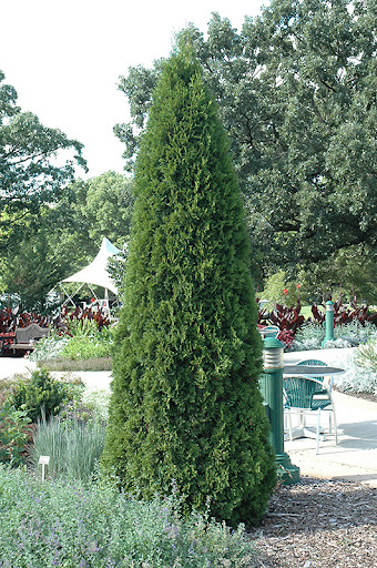 Emerald Green Arborvitae (Thuja occidentalis 